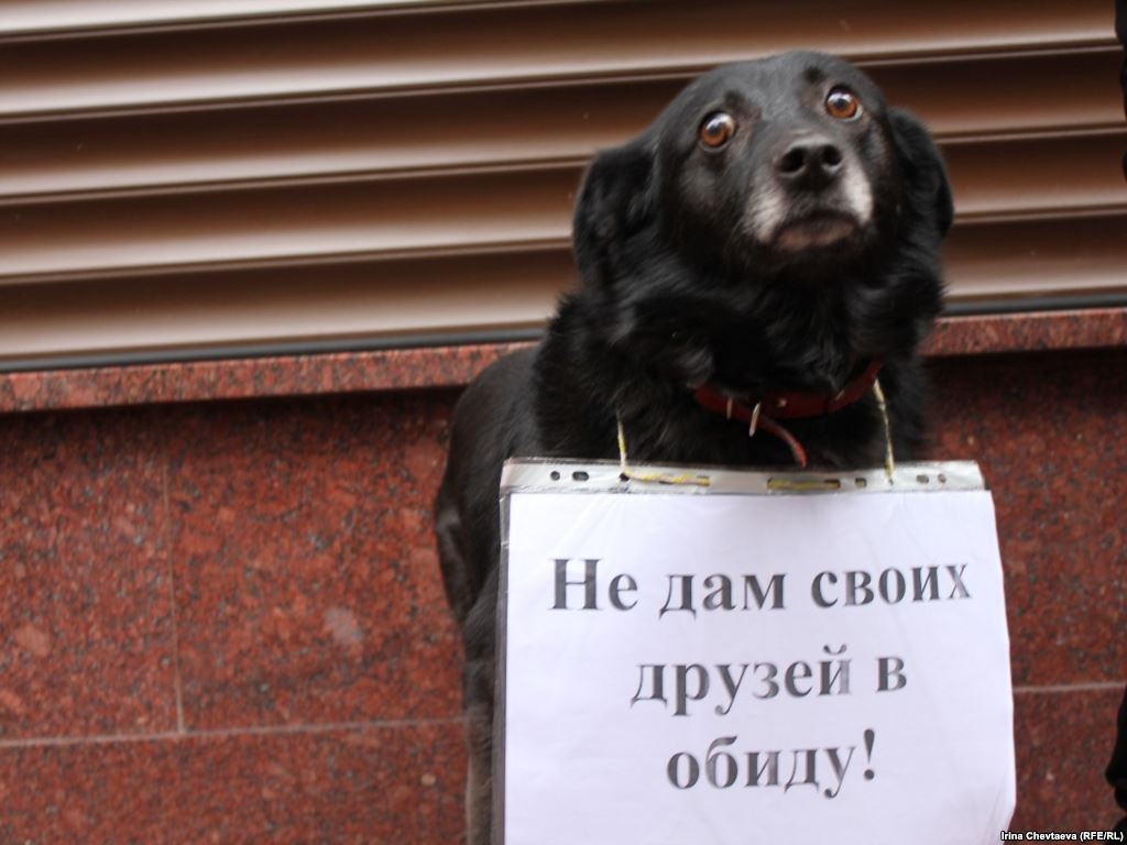 Защитники животных не дали усыпить собаку Фото: svoboda.org